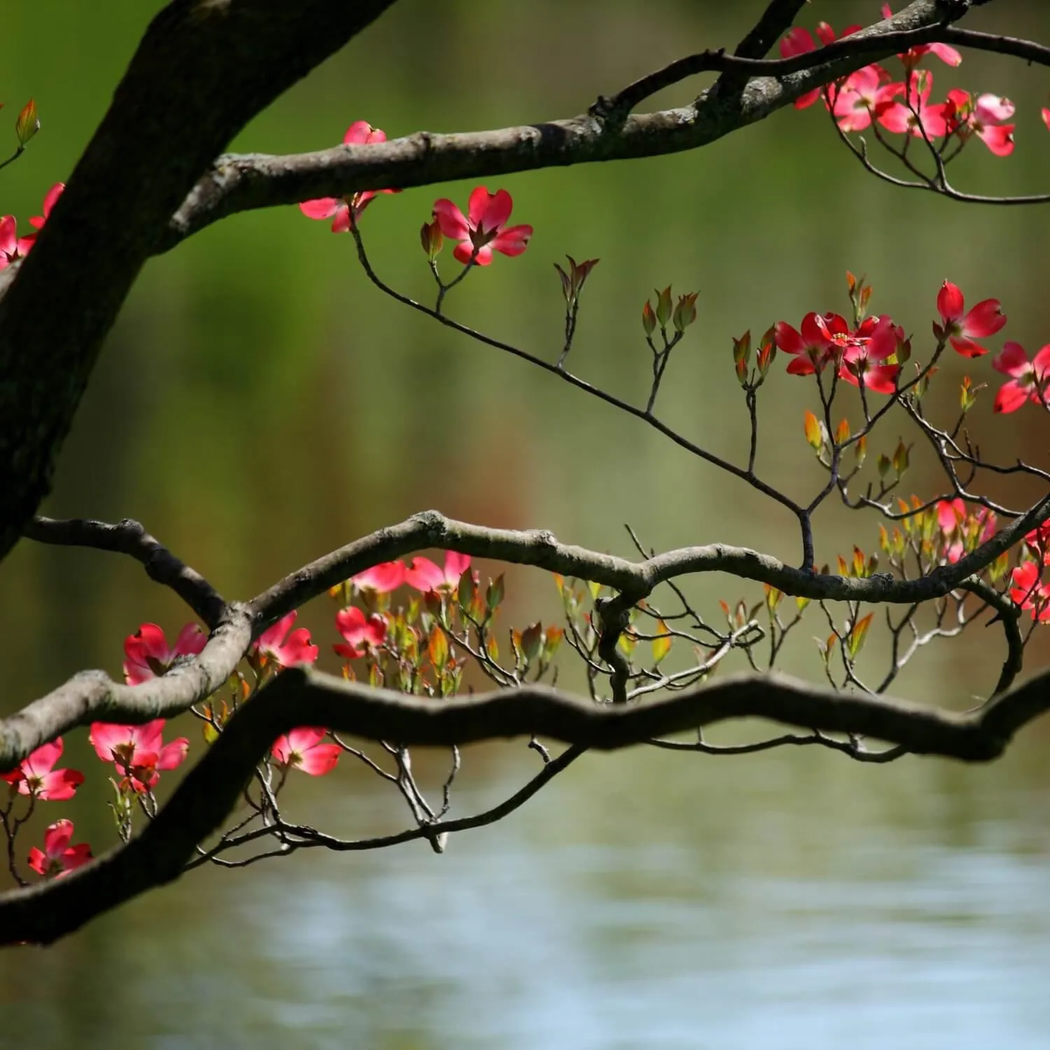 Pink Dogwood