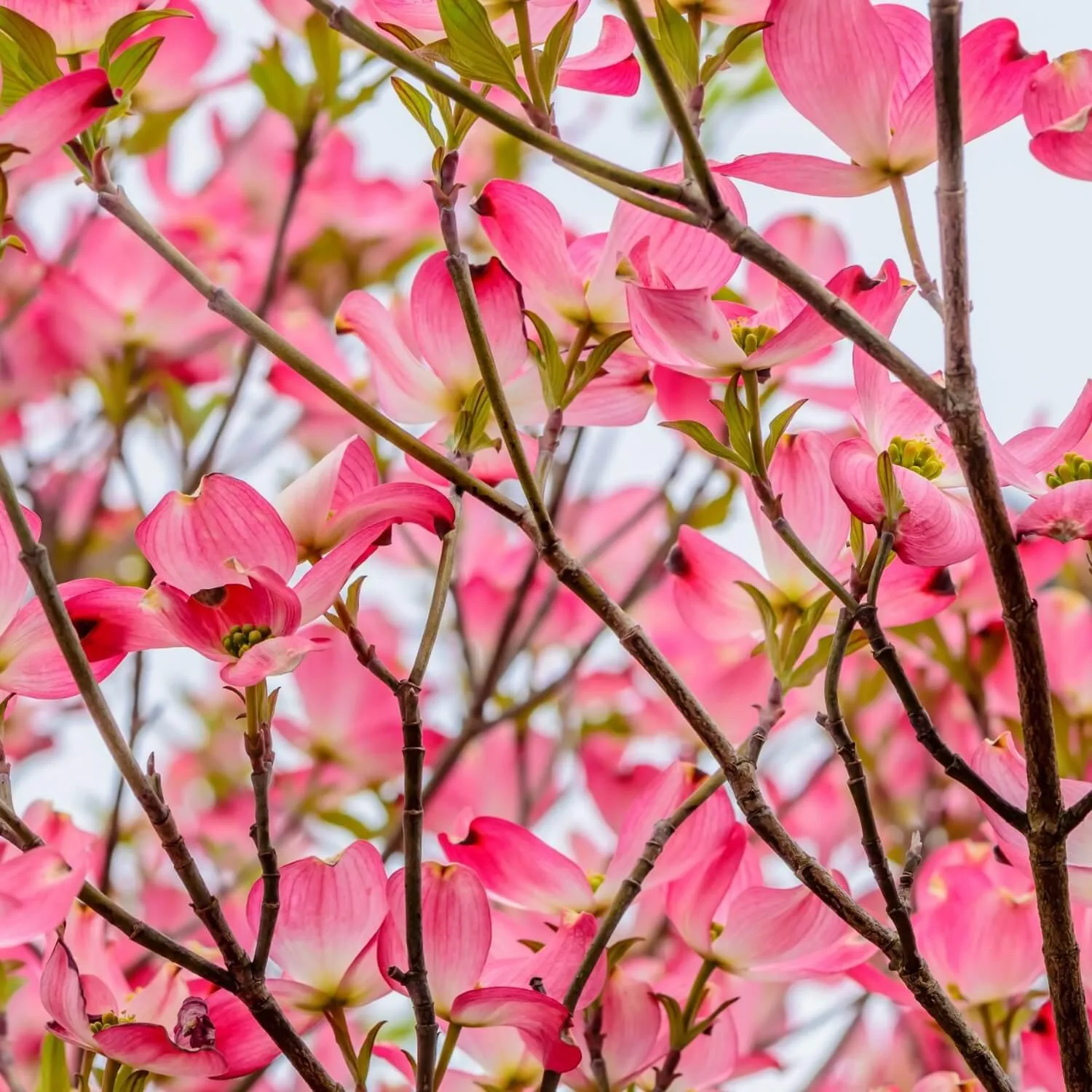 Pink Dogwood