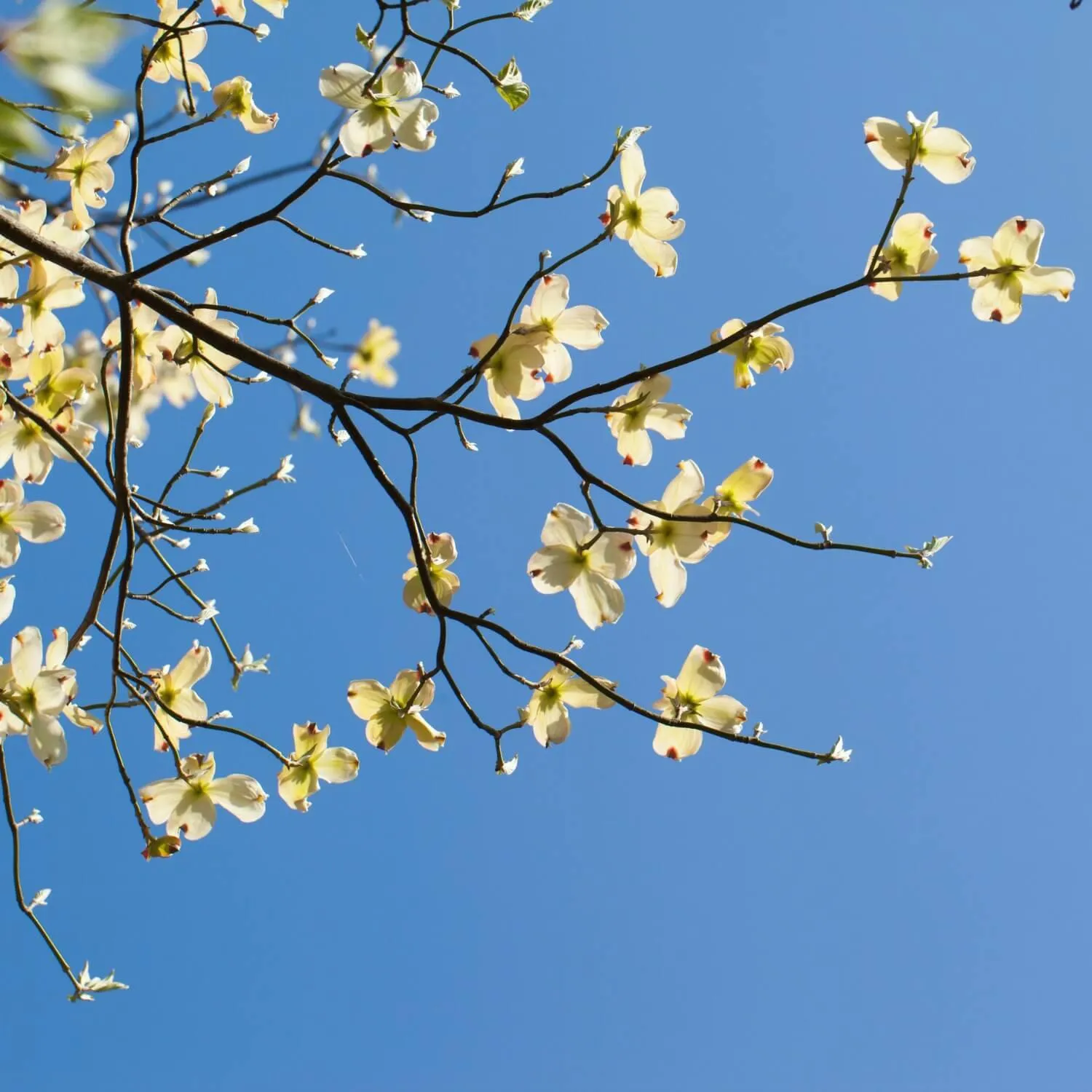 White Dogwood