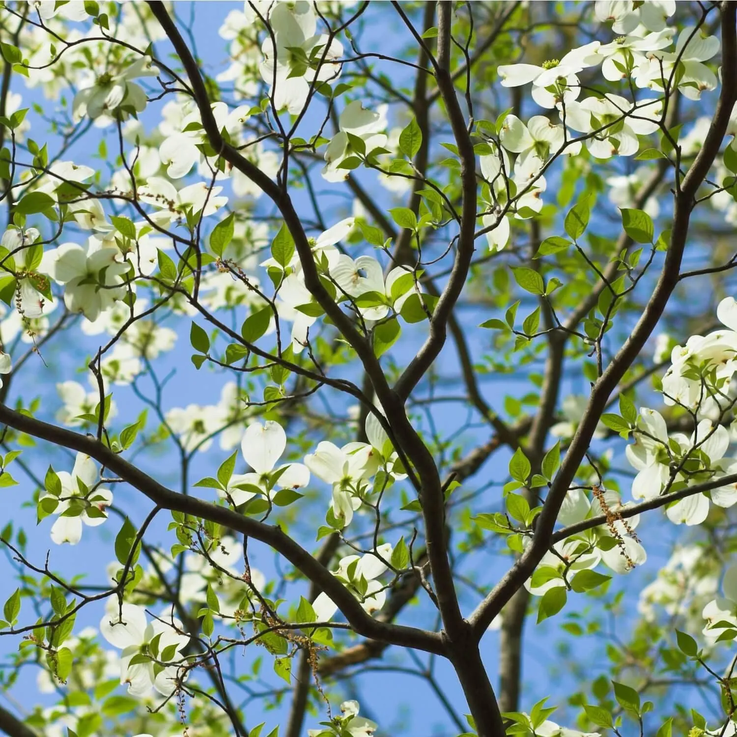 White Dogwood